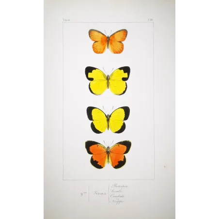 Yellow & Orange Butterflies – Antique Hand-Colored Engraving (1835)