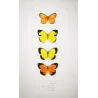 Sulphur Butterflies (Terias hecabe, candida, nicippe) – Antique Hand-Colored Engraving (1835)