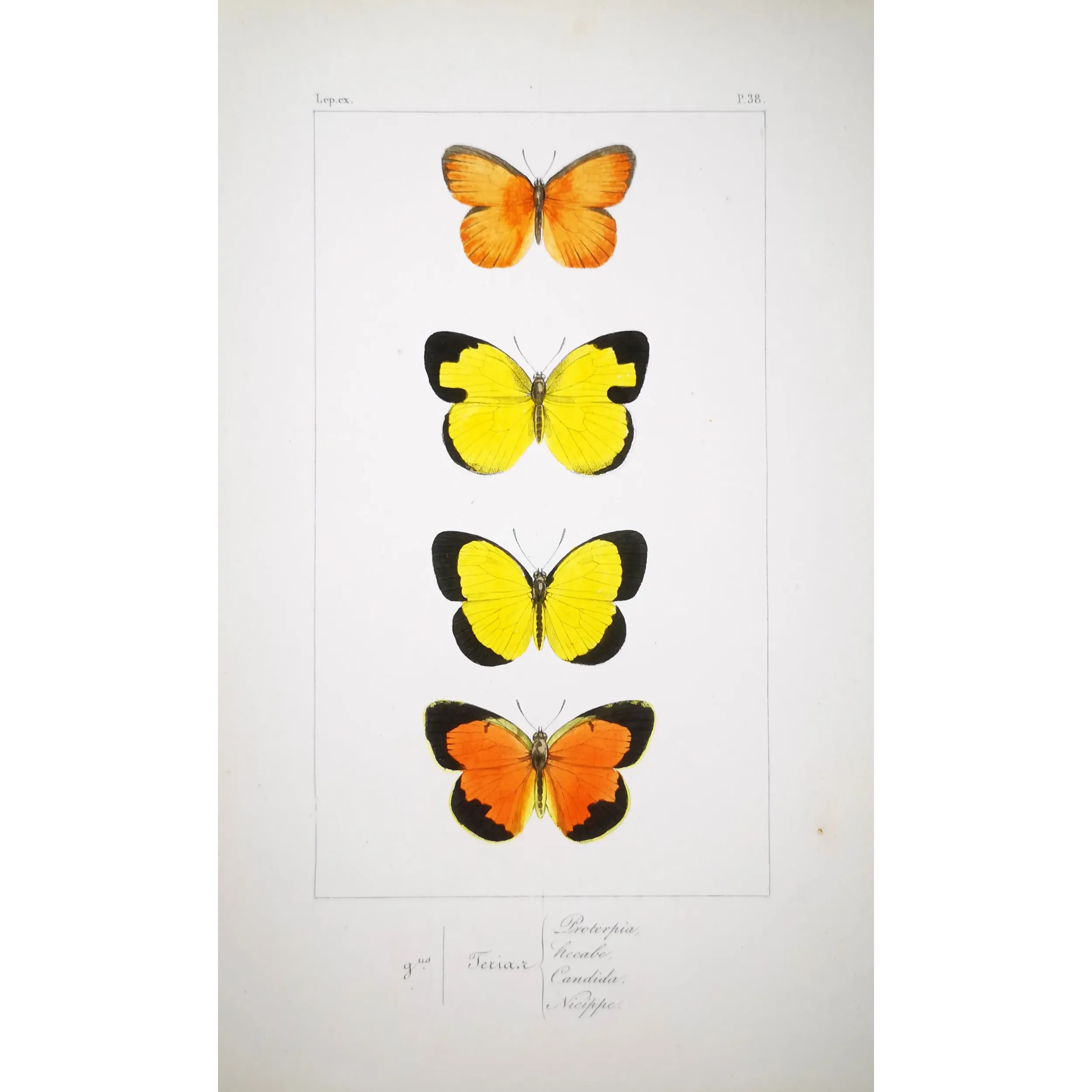 Yellow & Orange Butterflies – Antique Hand-Colored Engraving (1835)