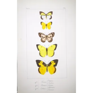 Yellow Butterflies – Antique Hand-Colored Engraving (1835)
