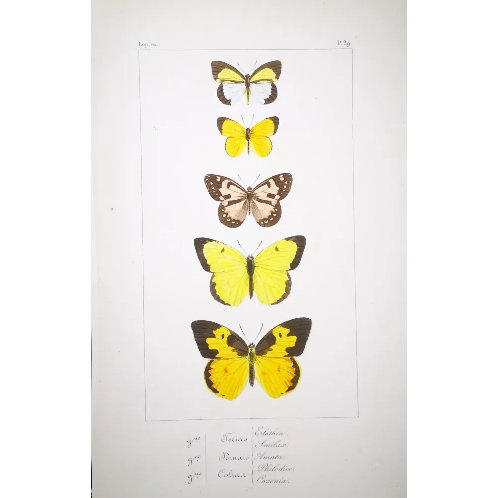 Yellow Butterflies – Antique Hand-Colored Engraving (1835)