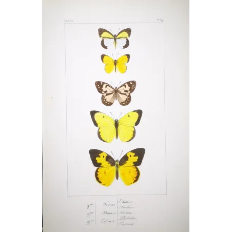 Yellow Butterflies – Antique Hand-Colored Engraving (1835)