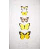 Sulphur Butterflies (Terias elathea, Danais amata, Colias philodice) – Antique Hand-Colored Engraving (1835)