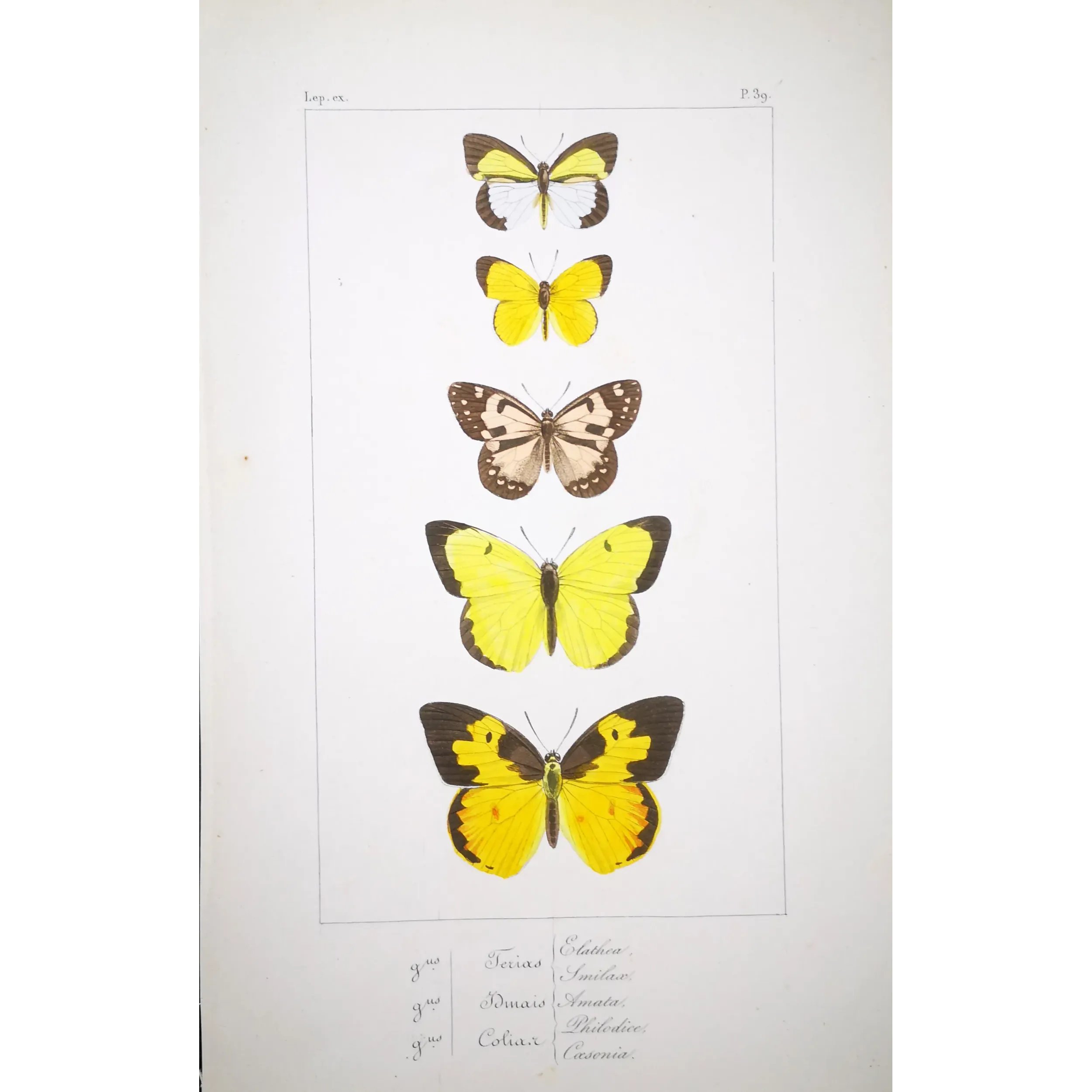 Yellow Butterflies – Antique Hand-Colored Engraving (1835)