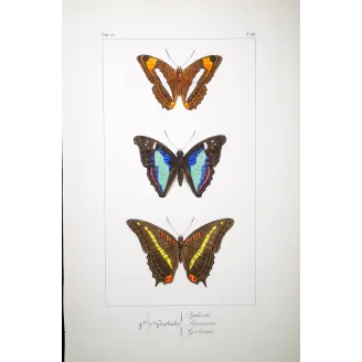 Blue & Orange Butterflies – Antique Hand-Colored Engraving (1835)