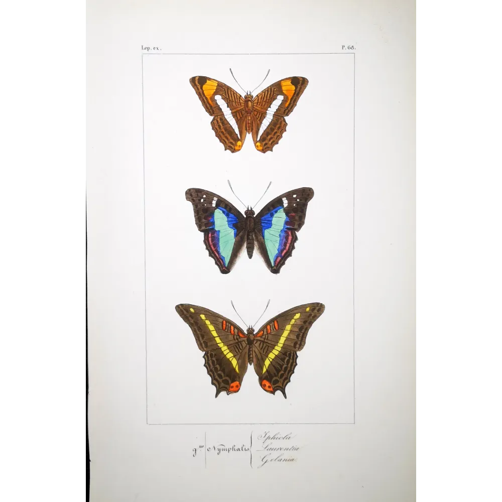 Blue & Orange Butterflies – Antique Hand-Colored Engraving (1835)