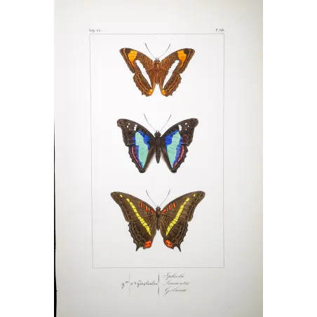 Blue & Orange Butterflies – Antique Hand-Colored Engraving (1835)