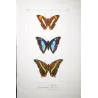 Blue Emperor & Orange-Banded Butterflies (Apatura iphiclus, laurentia, gelania) – Antique Hand-Colored Engraving (1835)