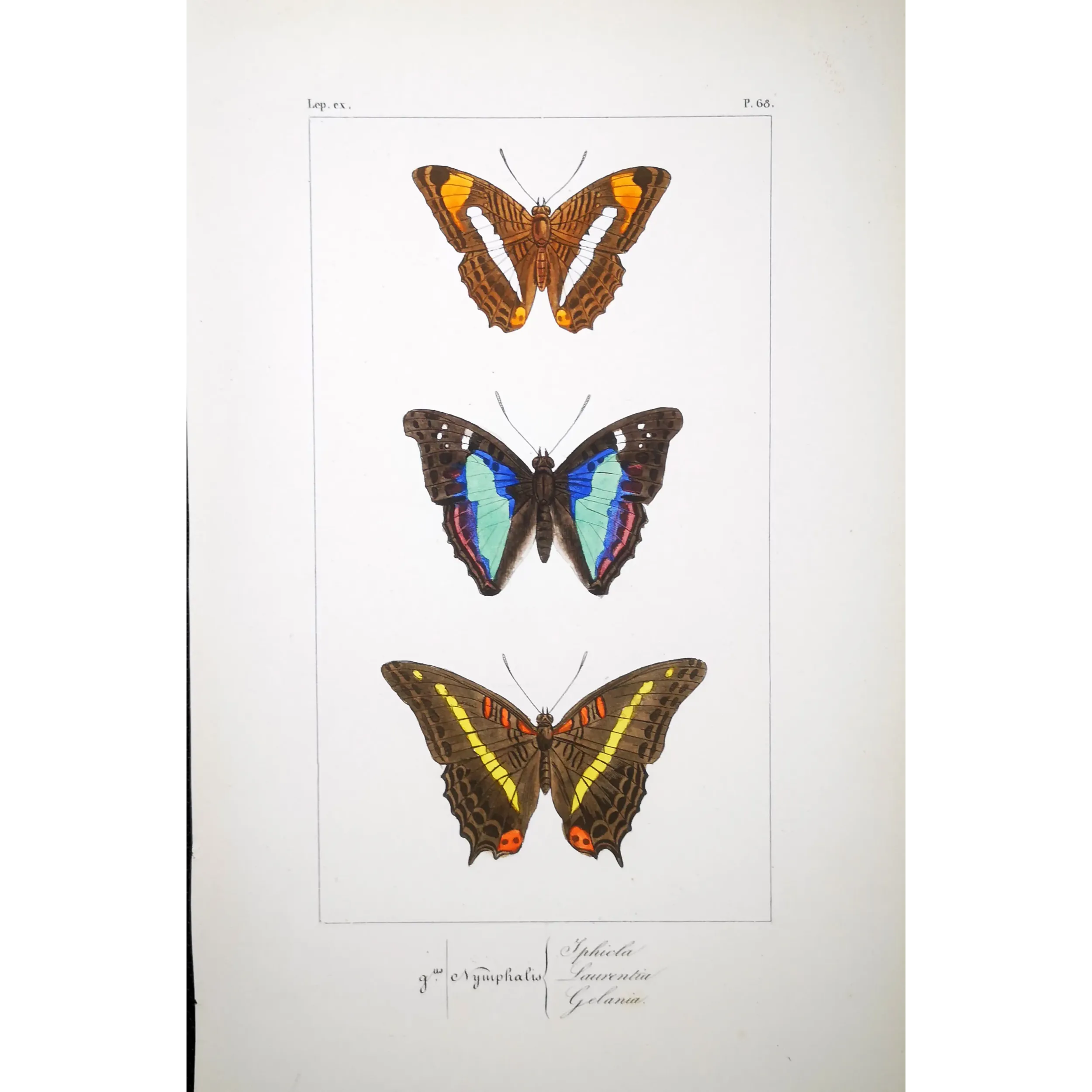 Blue & Orange Butterflies – Antique Hand-Colored Engraving (1835)