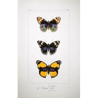 Purple & Orange Butterflies – Antique Hand-Colored Engraving (1835)