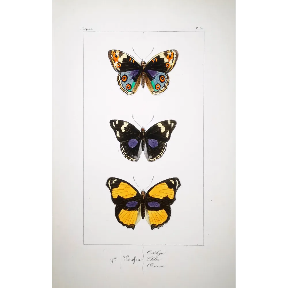 Purple & Orange Butterflies – Antique Hand-Colored Engraving (1835)