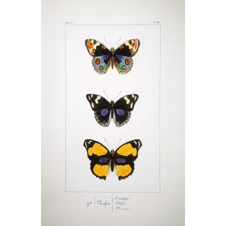 Purple & Orange Butterflies – Antique Hand-Colored Engraving (1835)