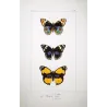 Peacock & Purple-Banded Butterflies (Panopaea ciris, celia, enene) – Antique Hand-Colored Engraving (1835)
