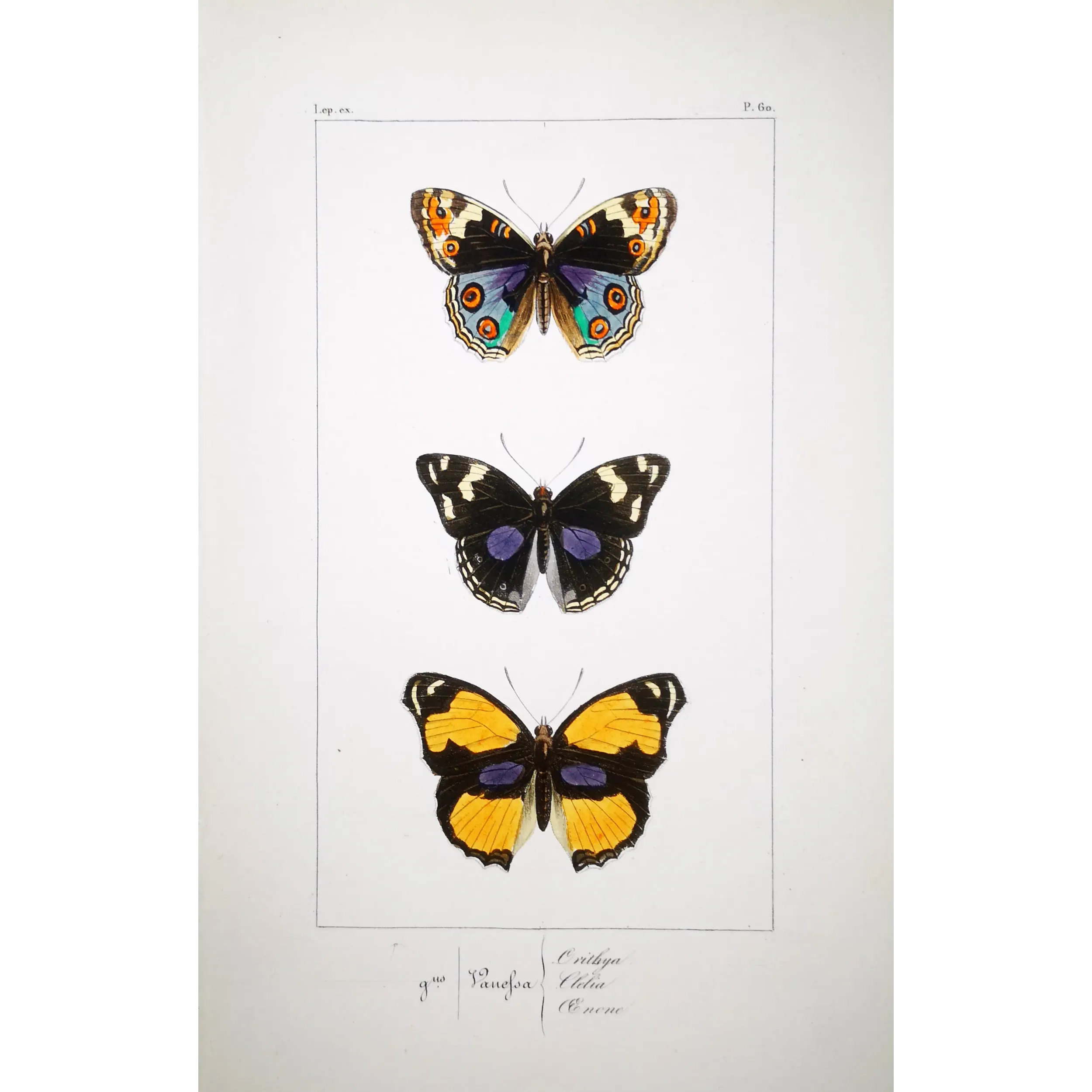 Purple & Orange Butterflies – Antique Hand-Colored Engraving (1835)