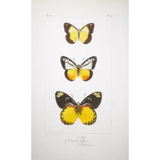 Yellow & Black Butterflies – Antique Hand-Colored Engraving (1835)