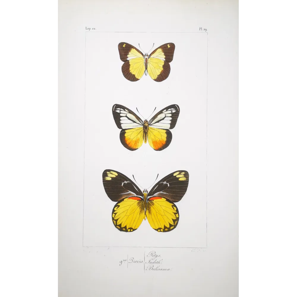 Yellow & Black Butterflies – Antique Hand-Colored Engraving (1835)
