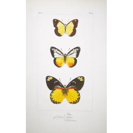 Yellow & Black Butterflies – Antique Hand-Colored Engraving (1835)