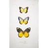 Sulphur & White-Banded Butterflies (Pieris pitys, judith, bolisana) – Antique Hand-Colored Engraving (1835)