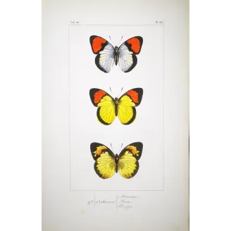 Yellow & Red Butterflies – Antique Hand-Colored Engraving (1835)