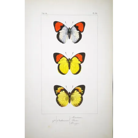 Yellow & Red Butterflies – Antique Hand-Colored Engraving (1835)
