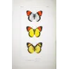 Orange-Tip Butterflies (Anthocharis mariamne, Anthocharis pirene, Anthocharis cenippe) – Antique Hand-Colored Engraving (1835)