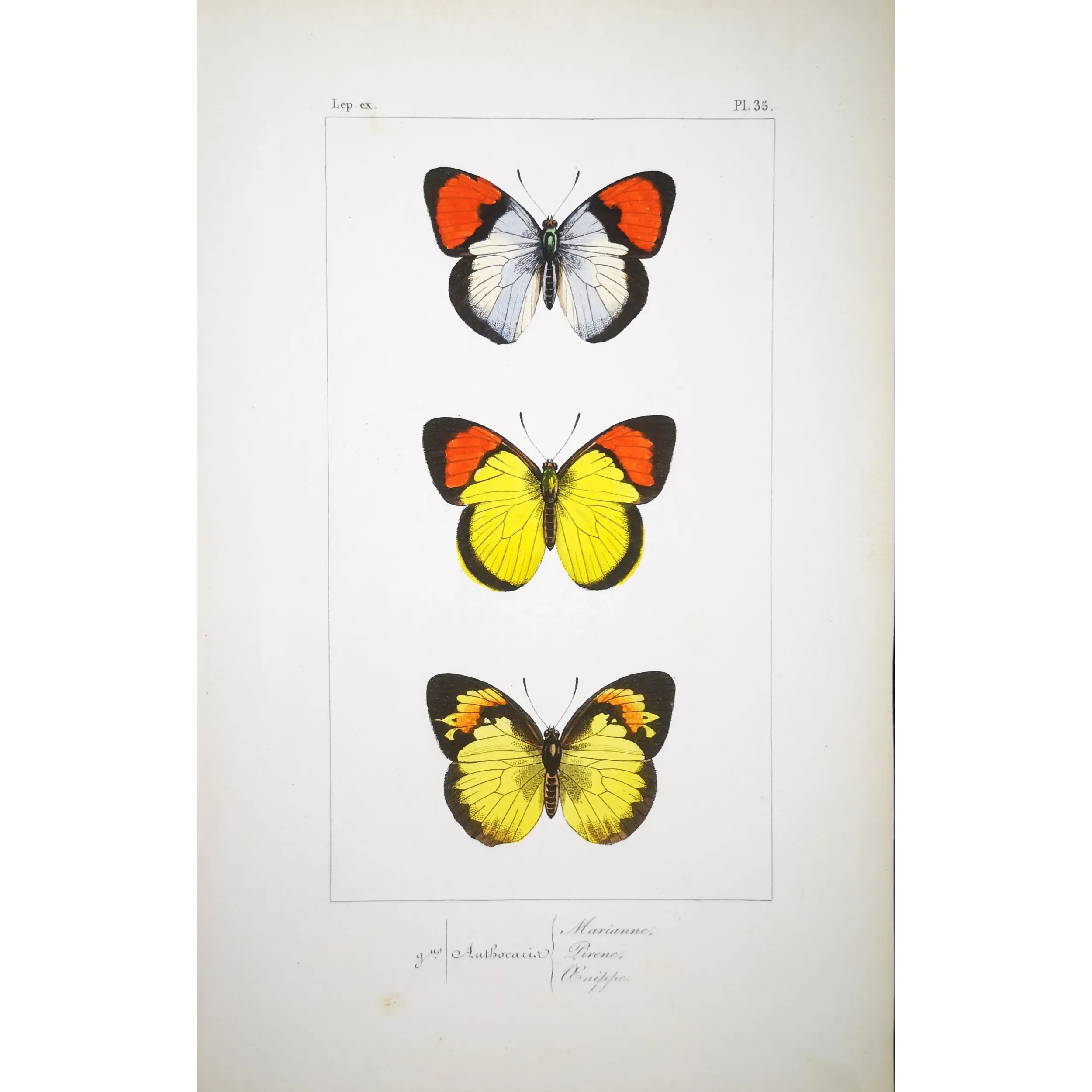 Yellow & Red Butterflies – Antique Hand-Colored Engraving (1835)