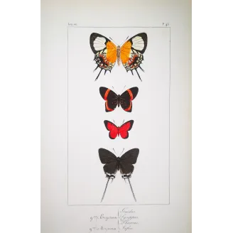 Red & Black Butterflies – Antique Hand-Colored Engraving (1835)