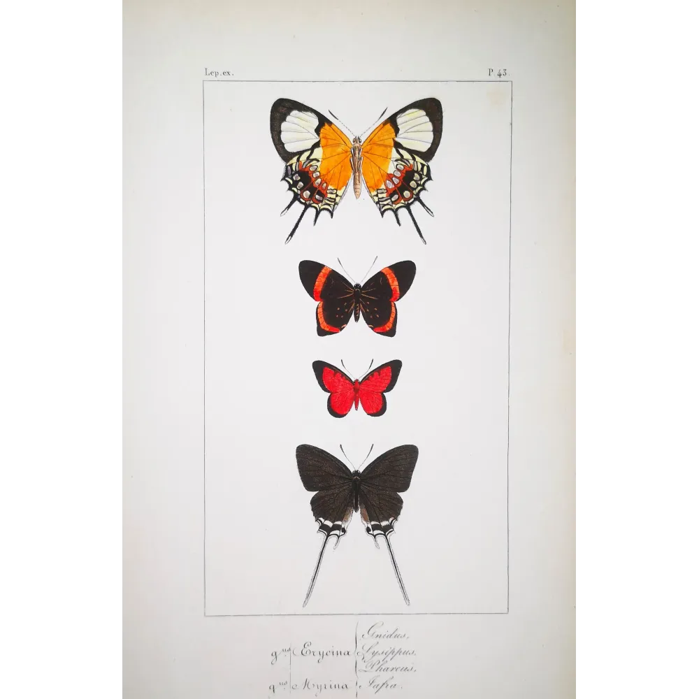 Red & Black Butterflies – Antique Hand-Colored Engraving (1835)