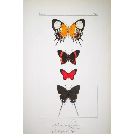 Red & Black Butterflies – Antique Hand-Colored Engraving (1835)