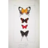 Metalmark & Long-Tailed Butterflies (Erycina cnidus, Lysis iphron, Moyina sapra) – Antique Hand-Colored Engraving (1835)