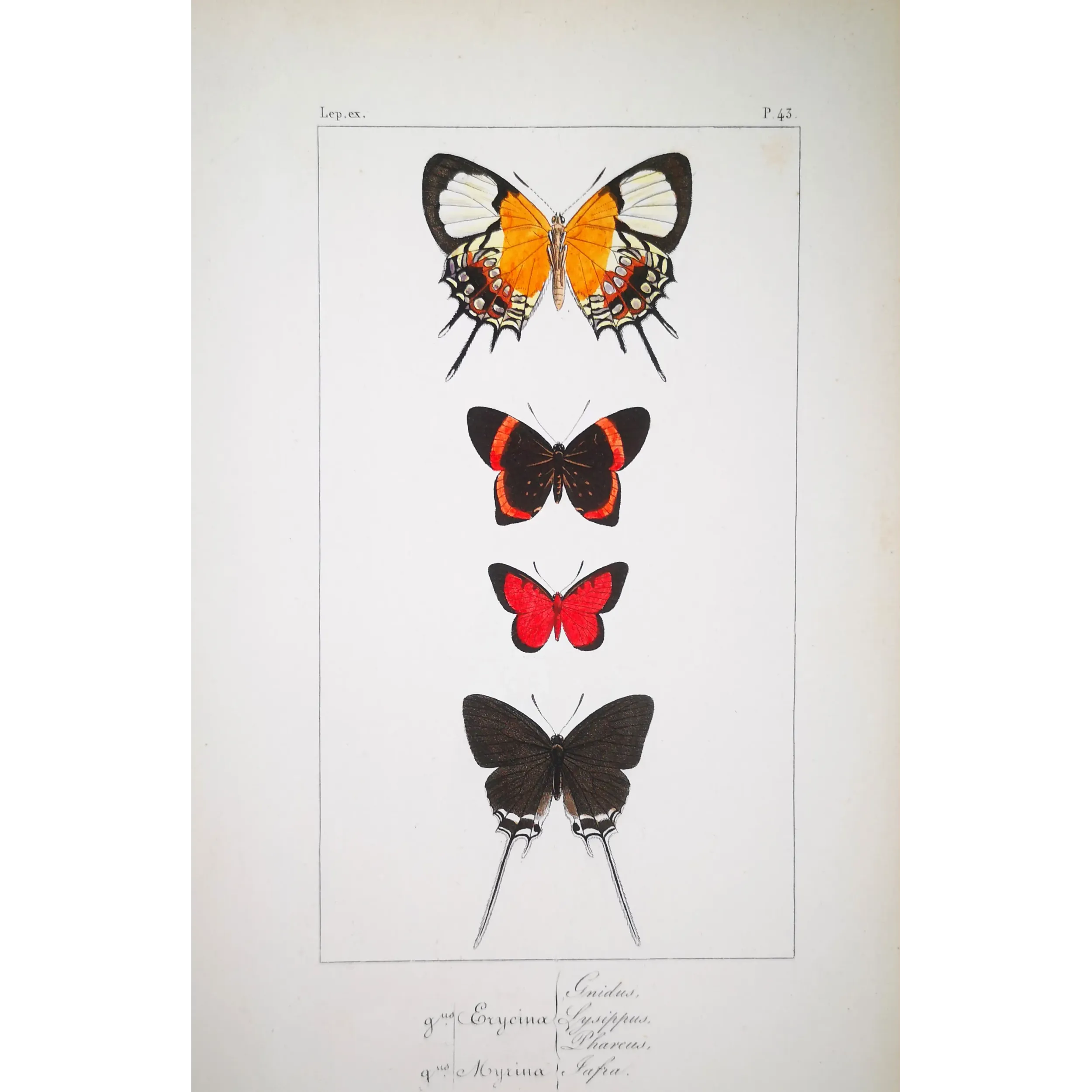 Red & Black Butterflies – Antique Hand-Colored Engraving (1835)
