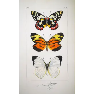 Orange & White Butterflies – Antique Hand-Colored Engraving (1835)