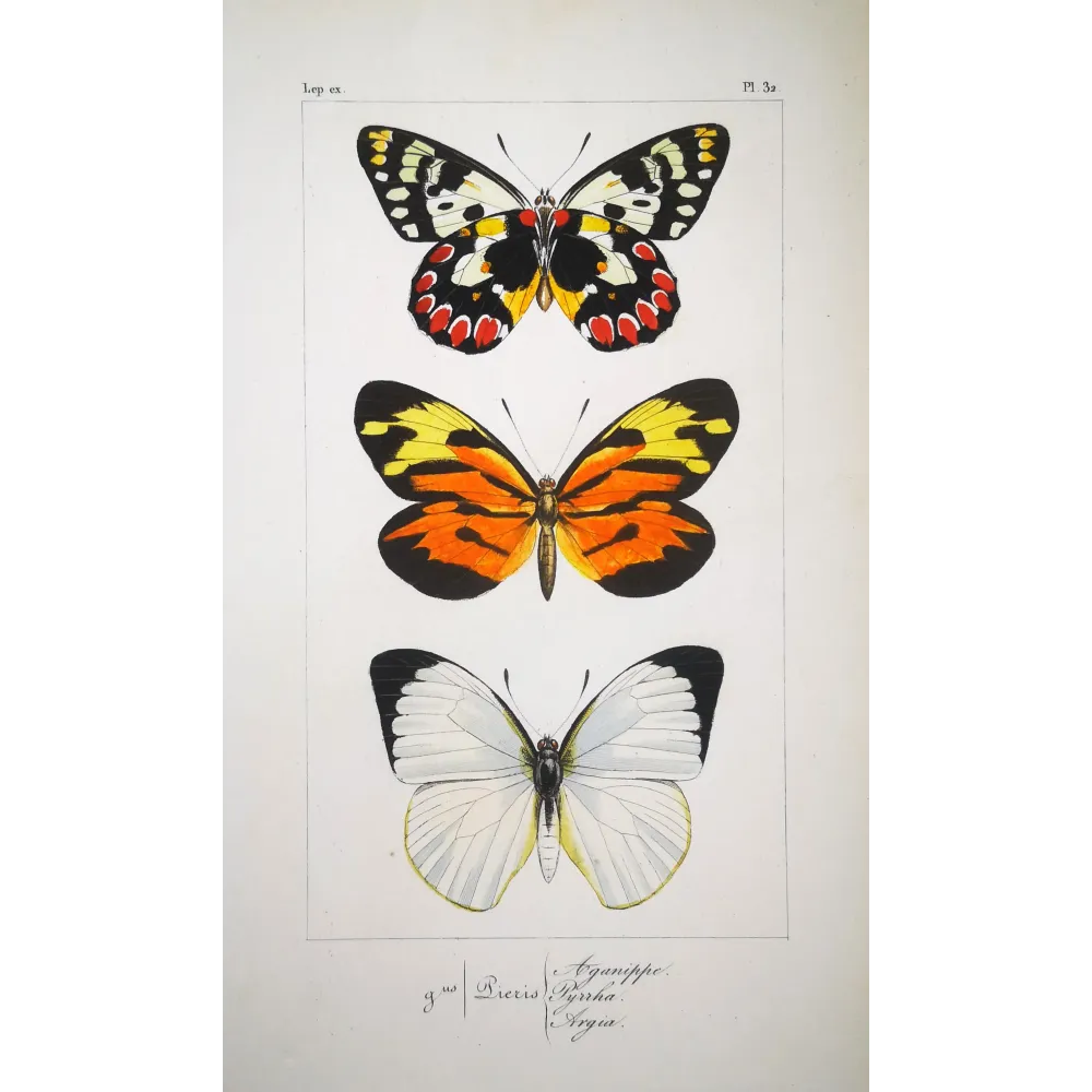 Orange & White Butterflies – Antique Hand-Colored Engraving (1835)