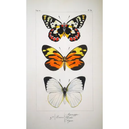 Orange & White Butterflies – Antique Hand-Colored Engraving (1835)