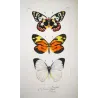 White & Orange Butterflies (Pieris aganippe, Pyrrha, Argia) – Antique Hand-Colored Engraving (1835)