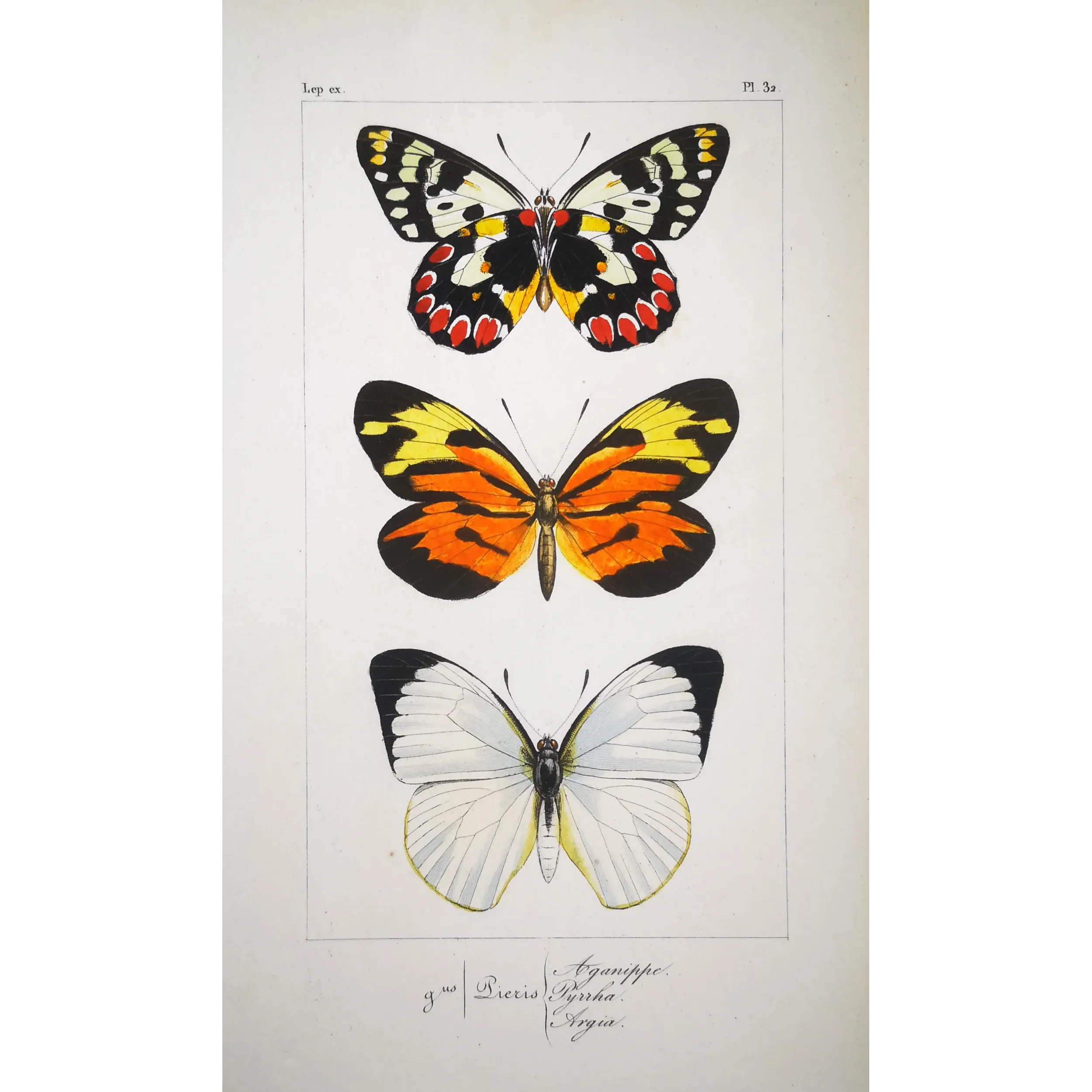 Orange & White Butterflies – Antique Hand-Colored Engraving (1835)