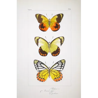 Yellow & Orange Butterflies – Antique Hand-Colored Engraving (1835)