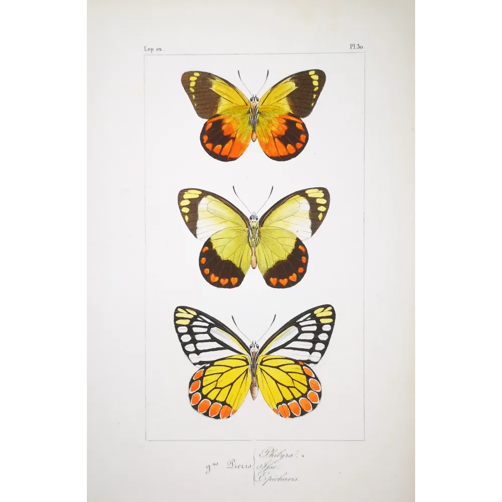 Yellow & Orange Butterflies – Antique Hand-Colored Engraving (1835)