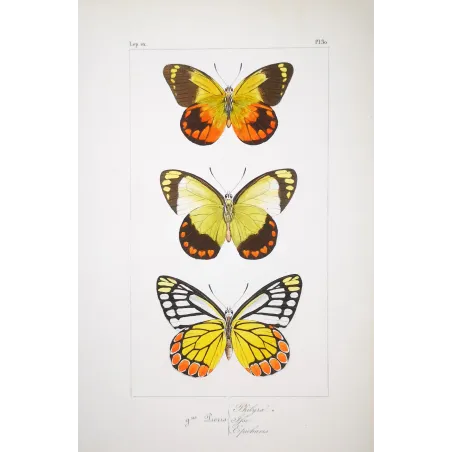 Yellow & Orange Butterflies – Antique Hand-Colored Engraving (1835)