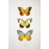 Sulphur Butterflies (Pieris philyra, Pieris jase, Pieris epicharis) – Antique Hand-Colored Engraving (1835)