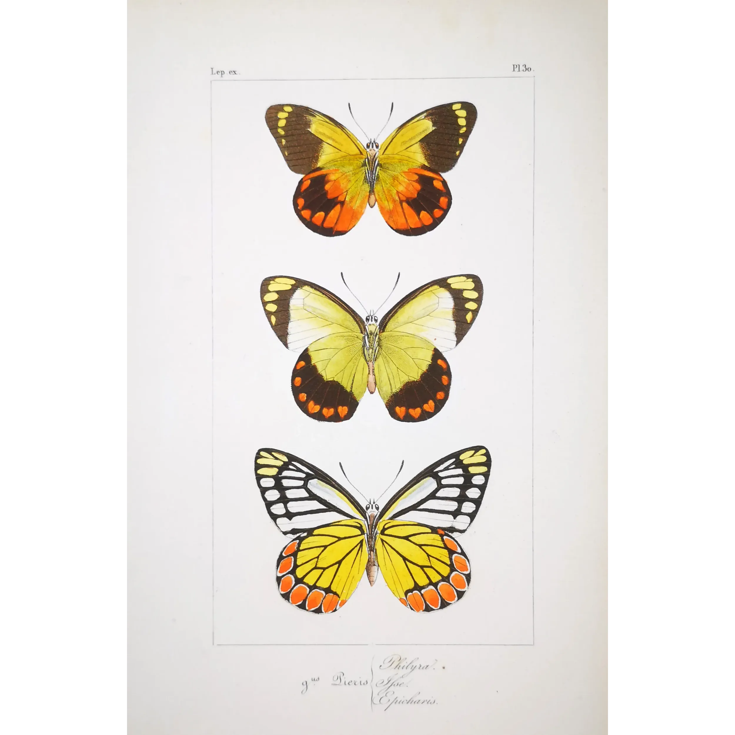 Yellow & Orange Butterflies – Antique Hand-Colored Engraving (1835)