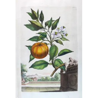 Striped Orange Tree – Abraham Munting Antique Botanical Print