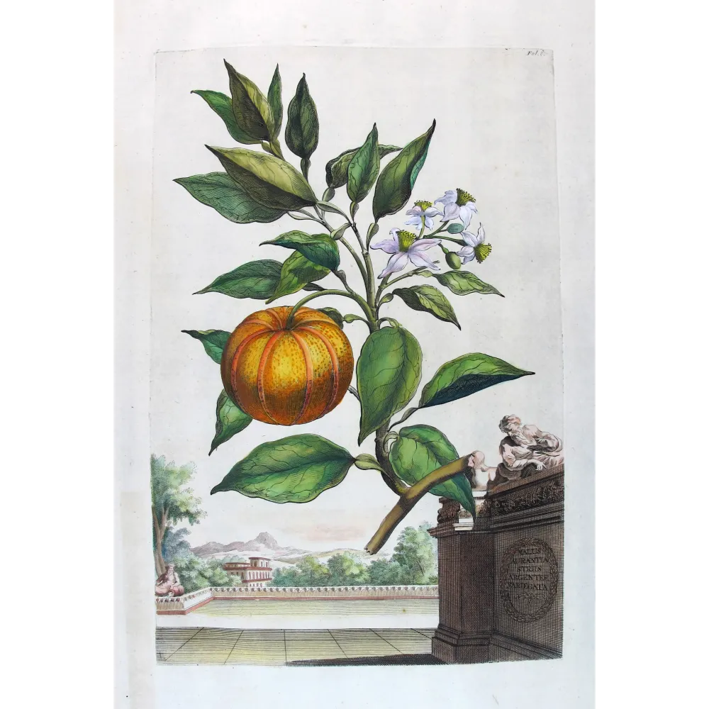 Striped Orange Tree – Abraham Munting Antique Botanical Print