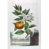Striped Orange Tree (Citrus aurantium) – Original Hand-Colored Engraving by Abraham Munting, Antique Botanical Print (1696)