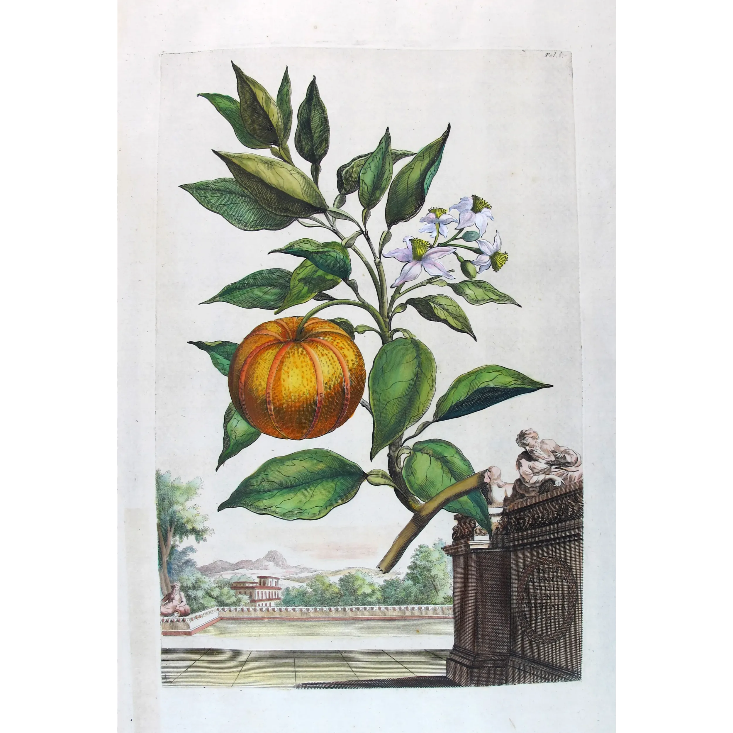 Striped Orange Tree – Abraham Munting Antique Botanical Print