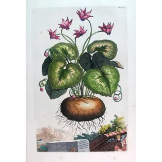 Cyclamen Plant – Abraham Munting Antique Botanical Engraving