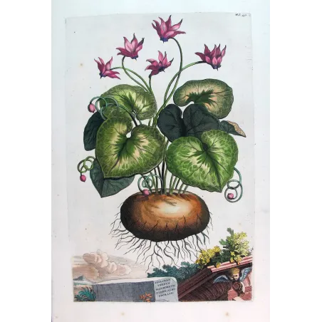 Cyclamen Plant – Abraham Munting Antique Botanical Engraving