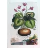 Cyclamen Plant (Cyclamen europaeum) – Original Hand-Colored Engraving by Abraham Munting, Antique Botanical Print