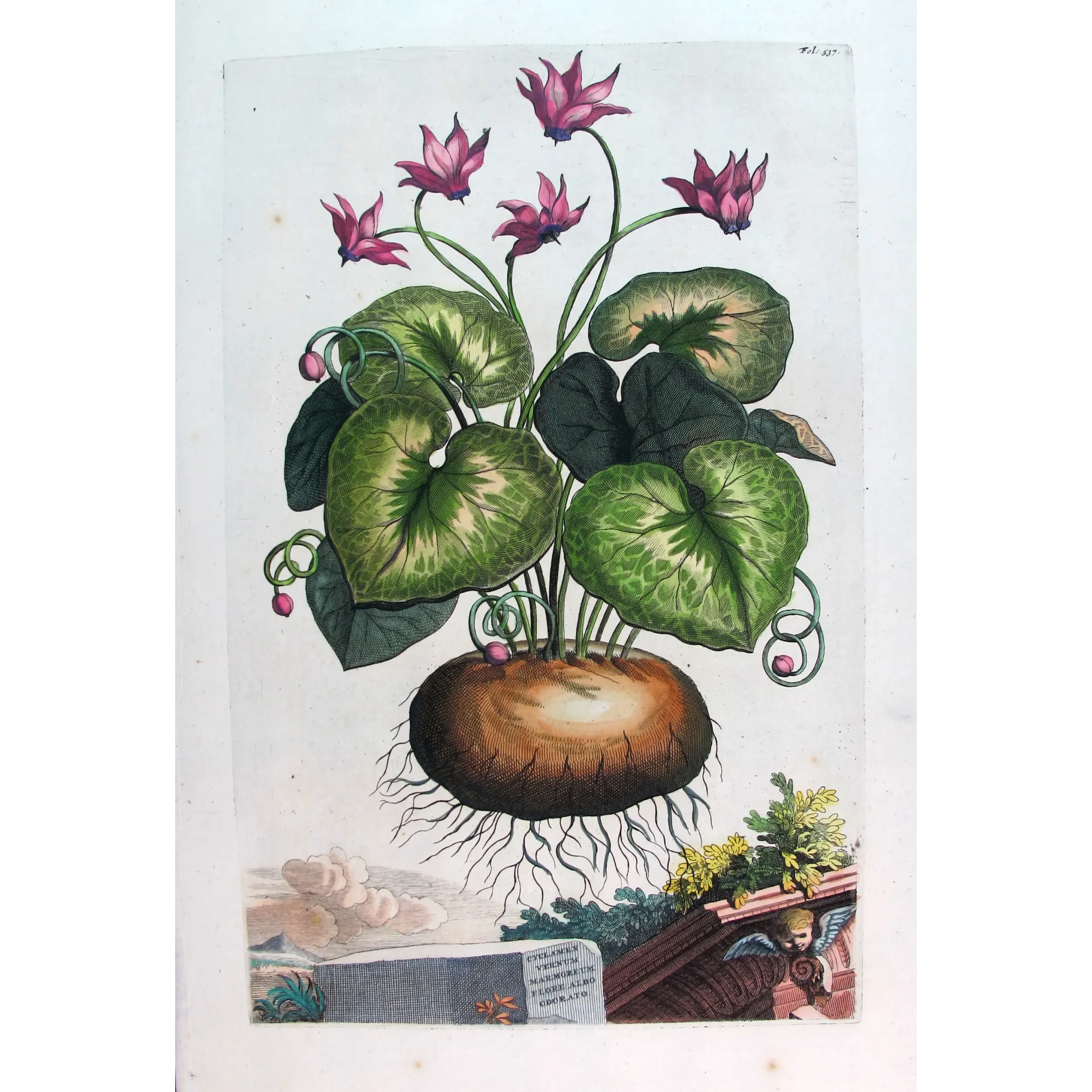 Cyclamen Plant – Abraham Munting Antique Botanical Engraving