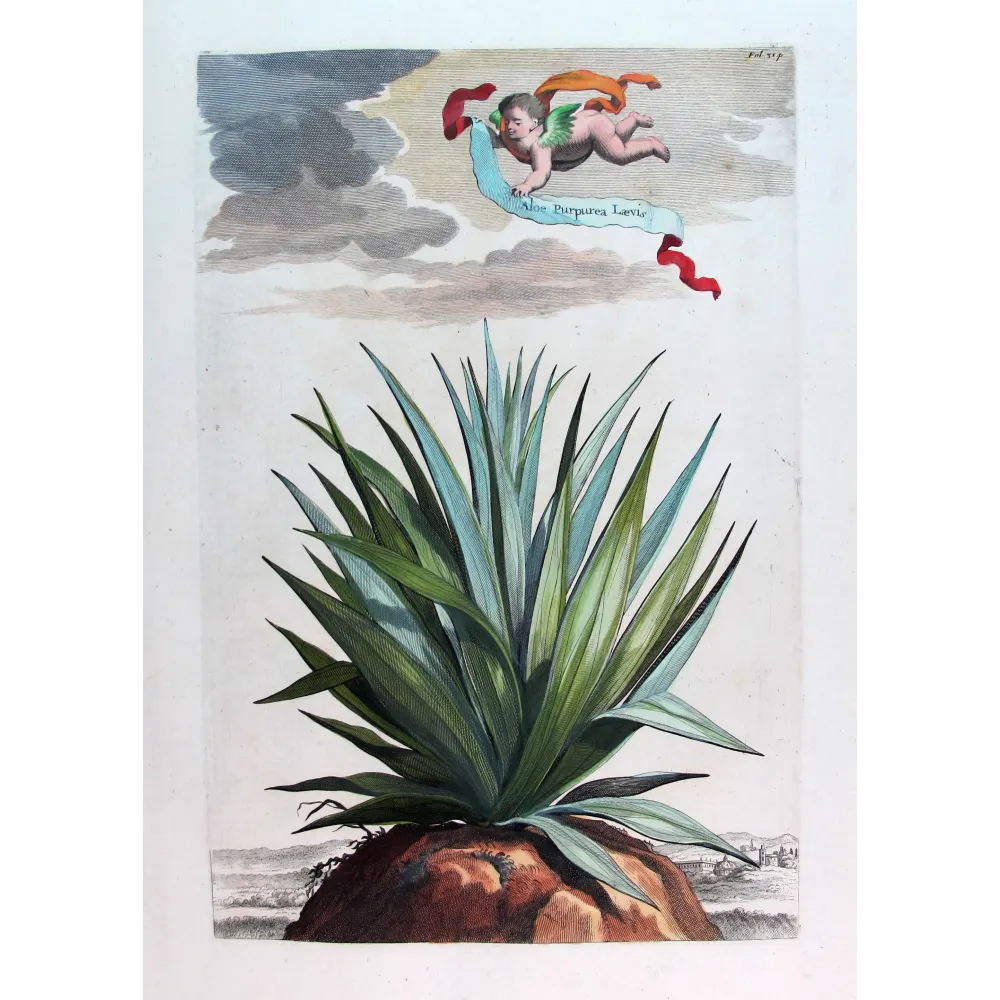 Purple Aloe – Abraham Munting Antique Botanical Engraving